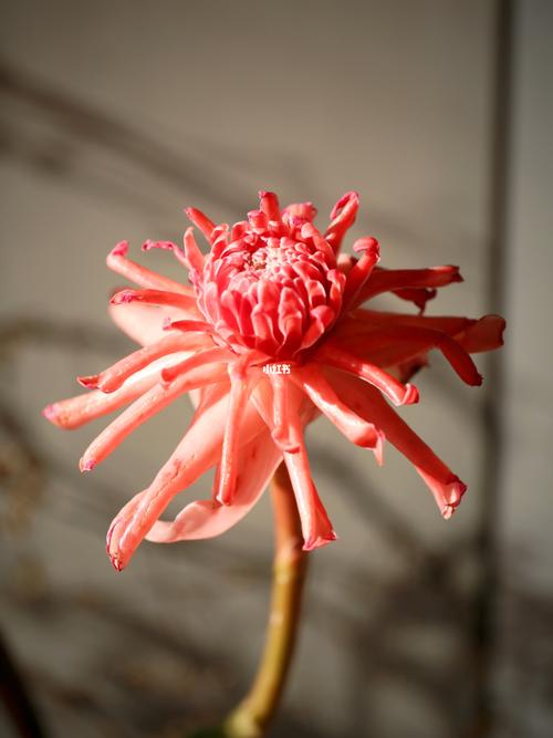 玫瑰花语:瓷玫瑰的花语是什么?