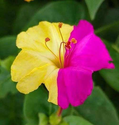7月能给处女座带来财运的花
