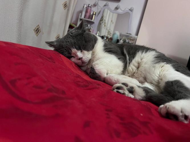 梦见猫两个眼睛是红色的咬我什么意思