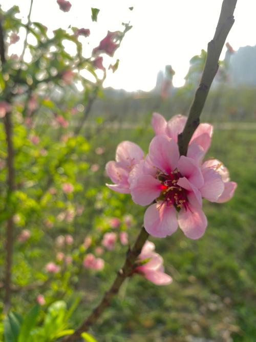 这4大星座 下个月巧遇良缘知己 桃花满枝头
