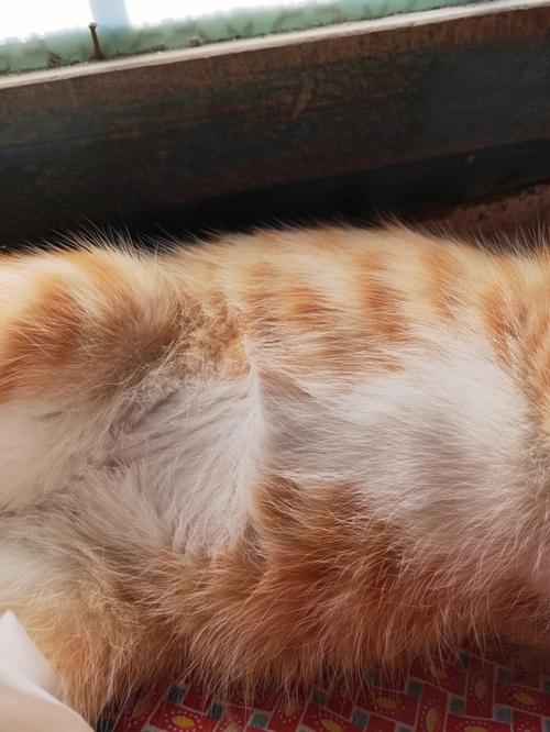 梦见梦到白猫和黄猫 周公解梦之梦到梦到白猫和黄猫