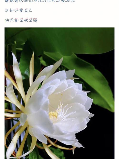 各种花的花语:竹节海棠花语
