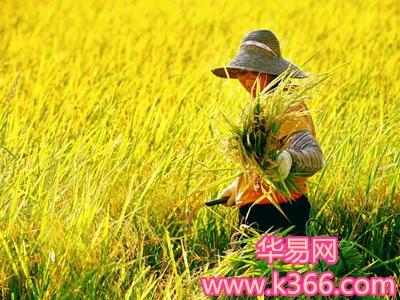 梦见收获
