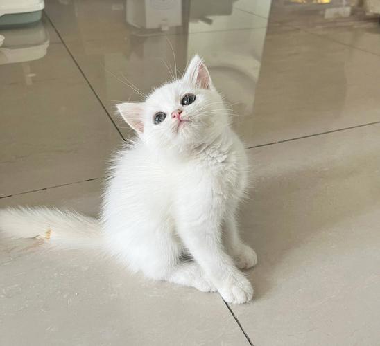 梦见家里养白色猫