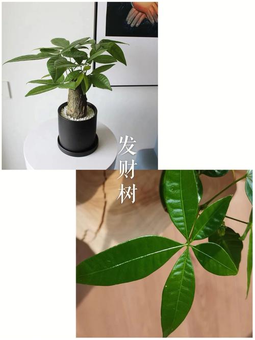 门口种什么植物旺财