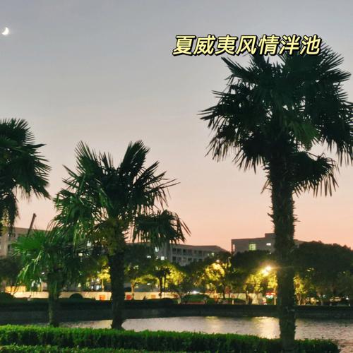 梦见棕榈树有什么说法