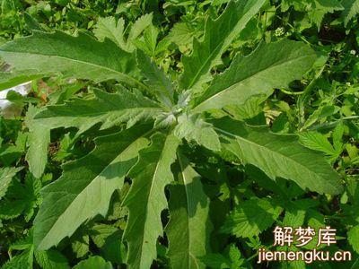梦见羊齿科植物是什么意思