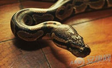 梦见打死蛇又变成猪了是什么意思