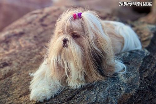 属狗人身上有什么可贵的品质