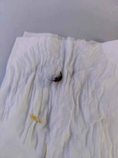 梦见鱼躺着