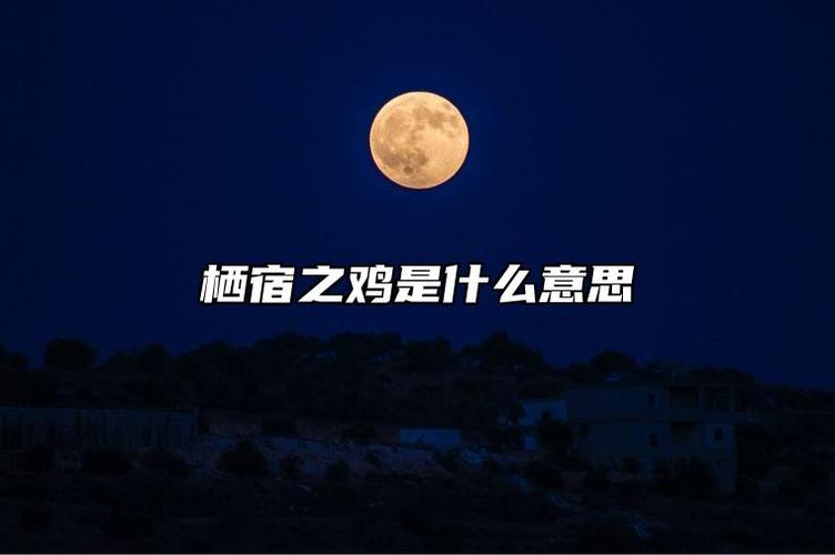 栖宿之鸡 栖宿之鸡什么意思