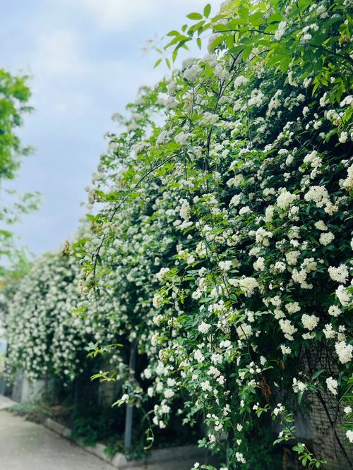 七里香的花语“我是你的俘虏”
