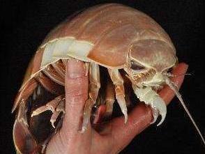 梦见尸鳖