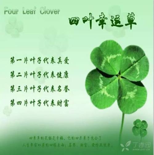 四叶草花语