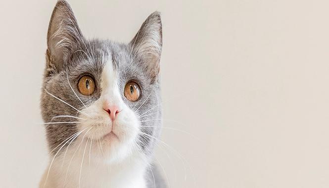 白天梦见猫