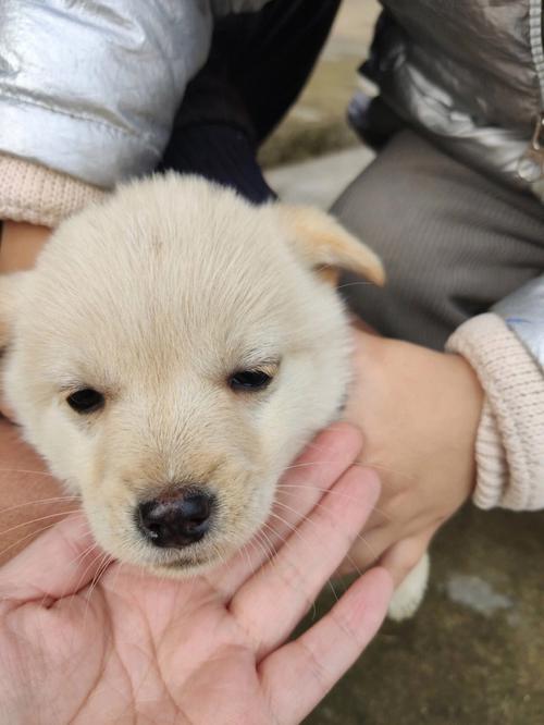 2018年是土狗还是木狗