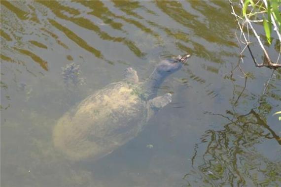 梦见鳖在水中