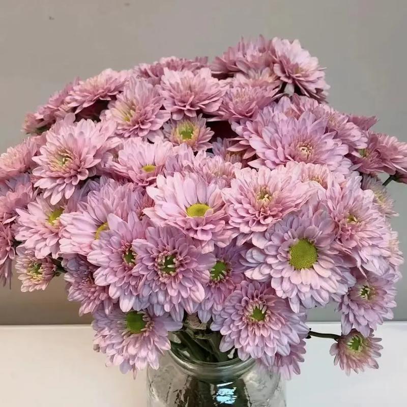黄小雏菊花语