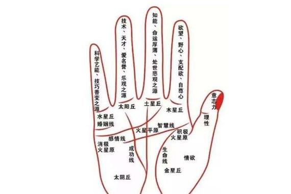 手相算命:中年好运的手相