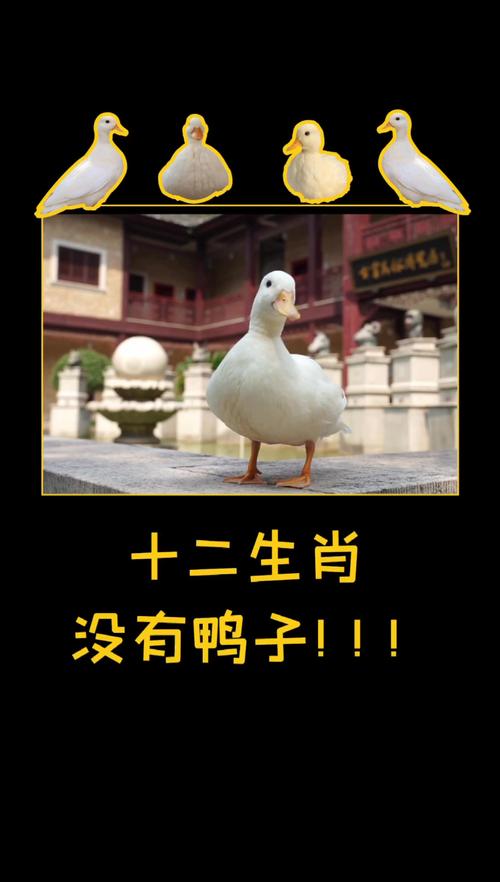 十二生肖里面为什么没有鸭?