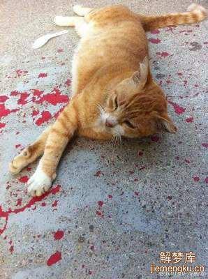 梦见猫摔死了还流血