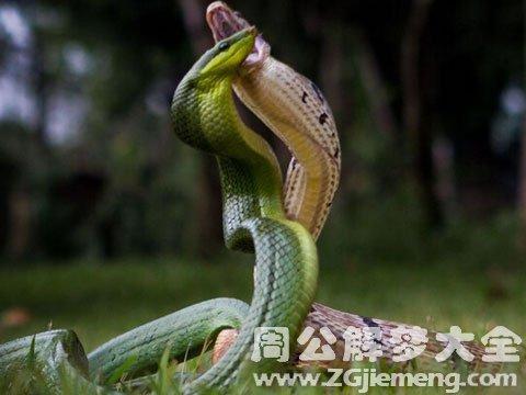 梦见蛇打架代表什么?