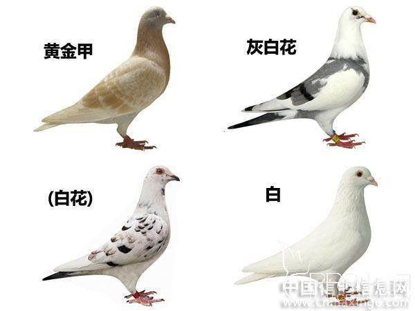 好听的鸽子名字大全