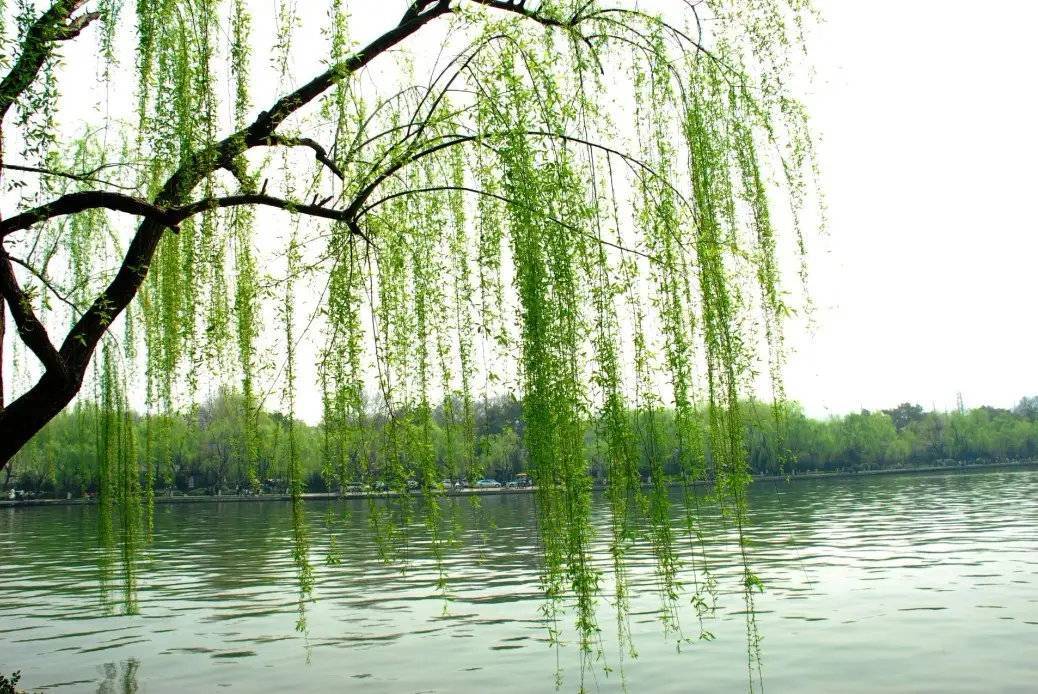 柳树杨柳垂柳