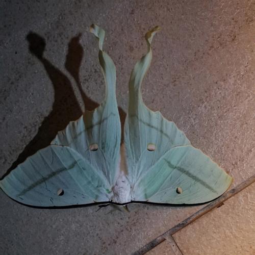 梦见飞蛾