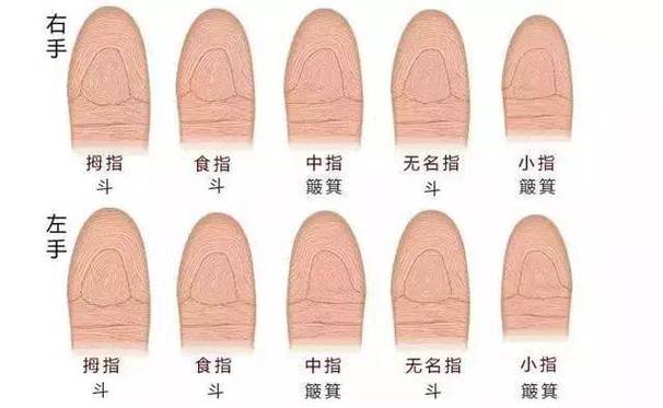 解析指纹“斗”数的性格