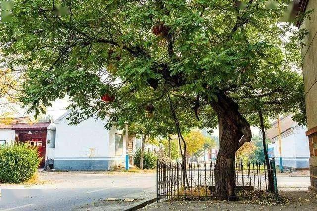 农村大门前种什么树最好