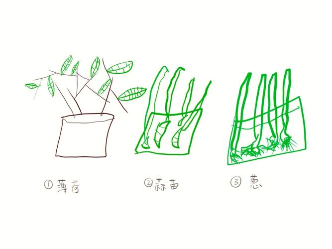 梦见薄荷周公解梦,梦见薄荷是什么意思?