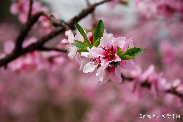 12月桃花|有望邂逅真爱