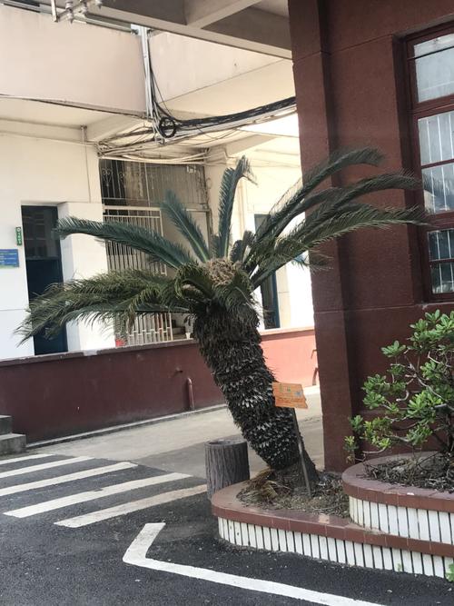 为什么门前不能种铁树