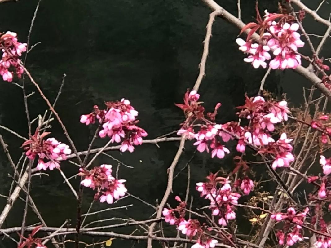 12星座元宵节如何让桃花盛开