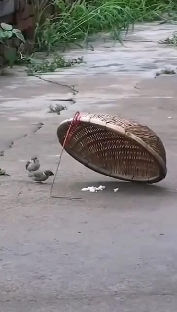 抓麻雀