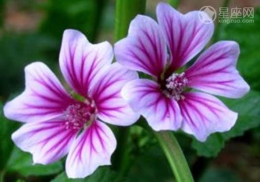 8月29日花语:木剑锦葵,生日花语别撅嘴