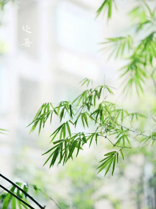 2022年处暑出生的女孩小名