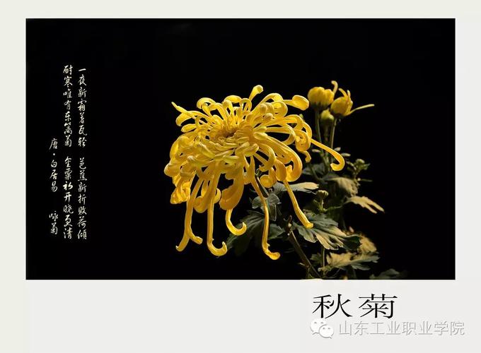 三候菊有黄华是什么意思