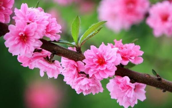 预计下个月(桃花运来临 即将打开幸福之路的3大生肖)