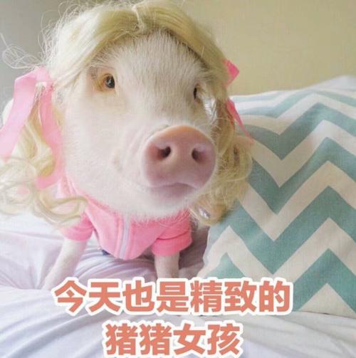精致的属鸡猪猪女孩是什么样的