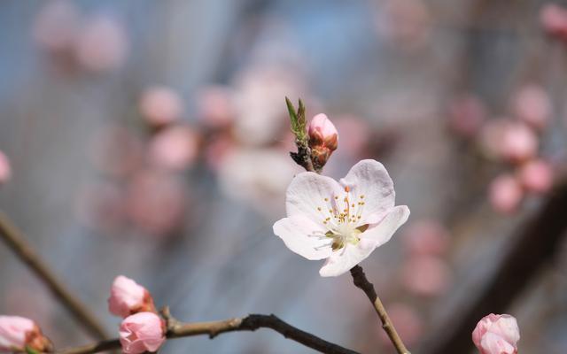 下个月桃花降临