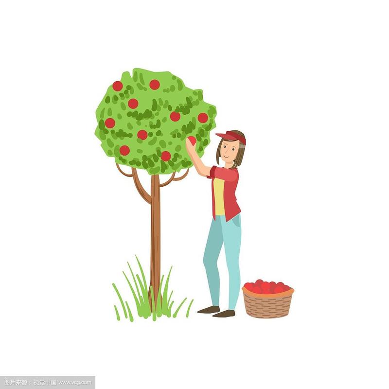 女人梦见摘苹果