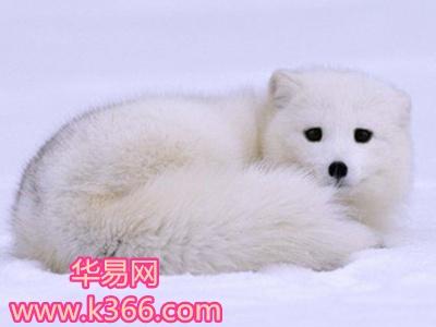 已婚女人梦见白狐是什么意思