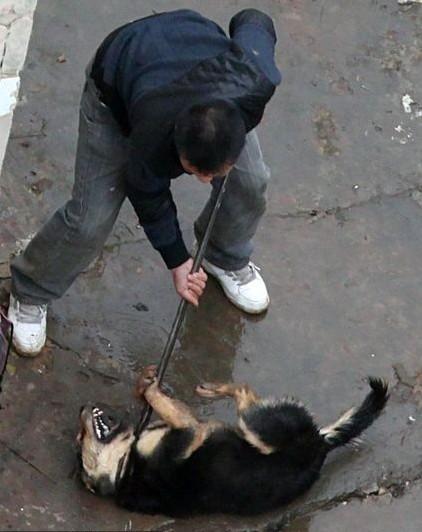 梦见别人残忍杀狗是什么意思