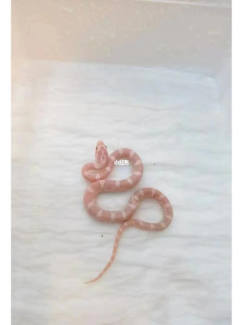 已婚女人梦见黑色的蛇是什么意思