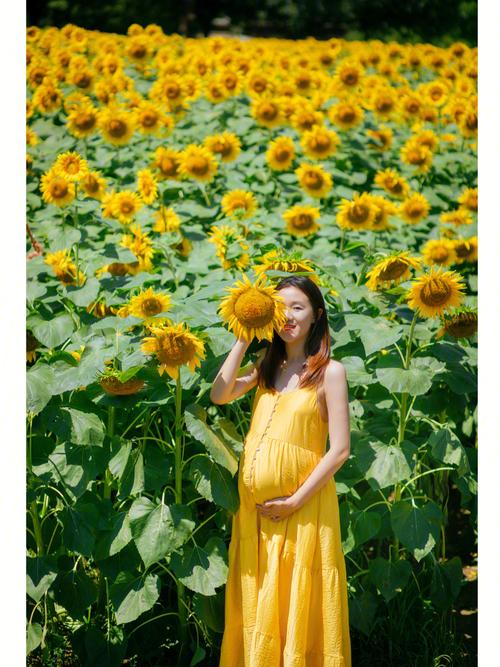 孕妇梦见向日葵
