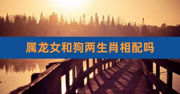 属狗的和属龙的配吗?