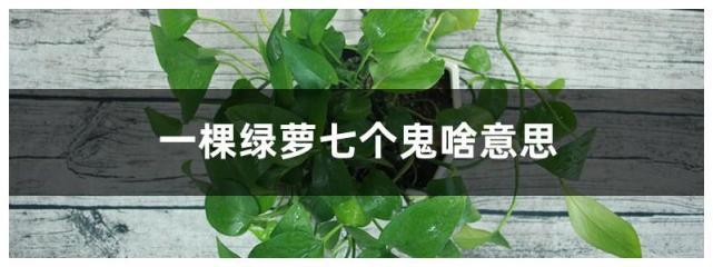 俗话一棵绿萝七个鬼是什么意思