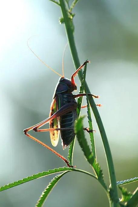 梦见捉蝈蝈